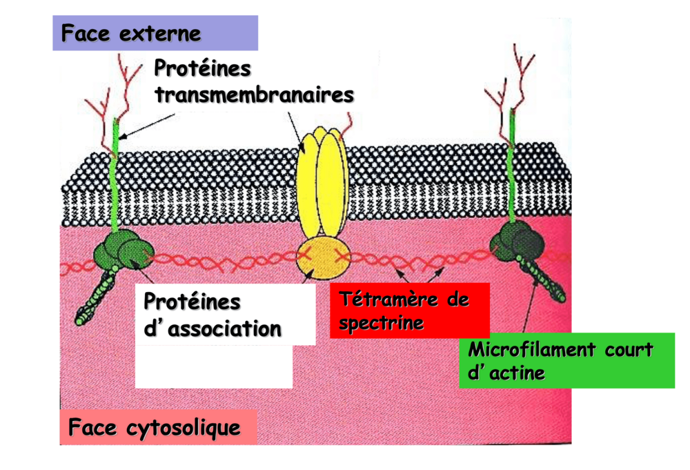 Capture d’écran 2023-10-09 à 21.25.21.png