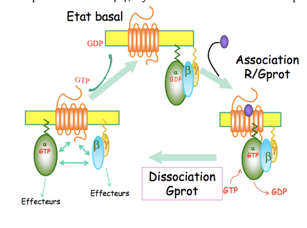 Cours ICM Les RCPGs.png