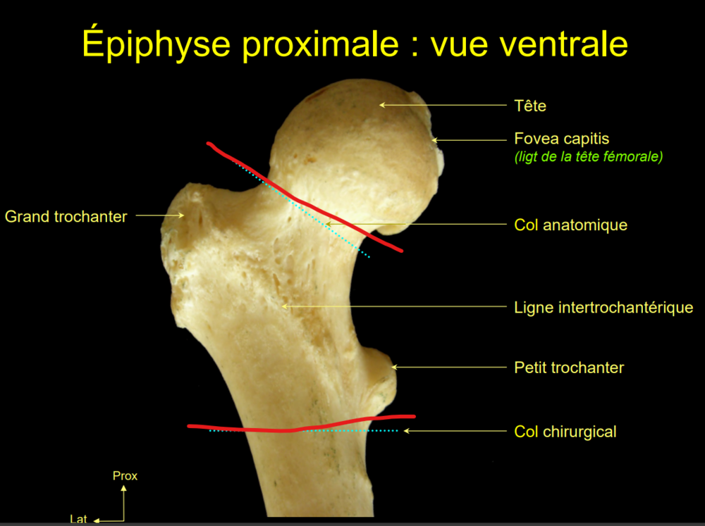 Col Anat Et Col Chirurgical - UE5 - Anatomie - Tutorat Associatif ...