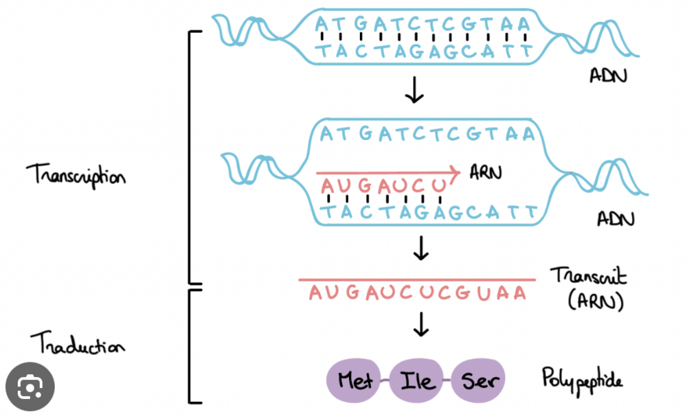 Capture d’écran 2023-11-03 à 12.59.51.png