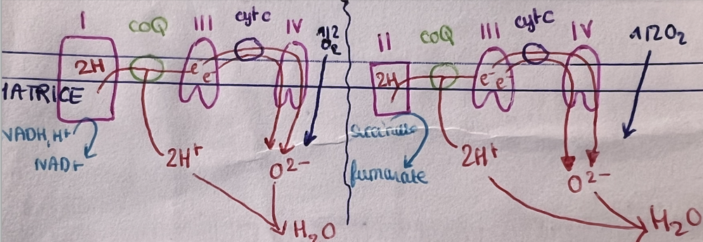 Capture d’écran 2023-11-12 à 11.21.46.png