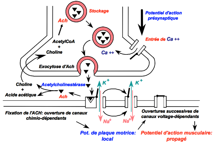 Screenshot2023-11-13at17-37-50physioMUSCULAIRECOURS-copie-physioMUSCULAIRE2_pdf.png.44c93ae56ffc06896e8b383102f93dc1.png