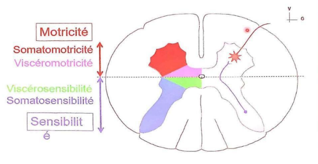 Moelle épinière - UE5 - Anatomie - Tutorat Associatif Toulousain