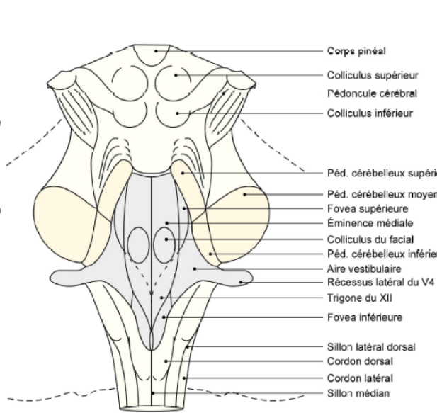 Anat Ue5 Anatomie Tutorat Associatif Toulousain 3938