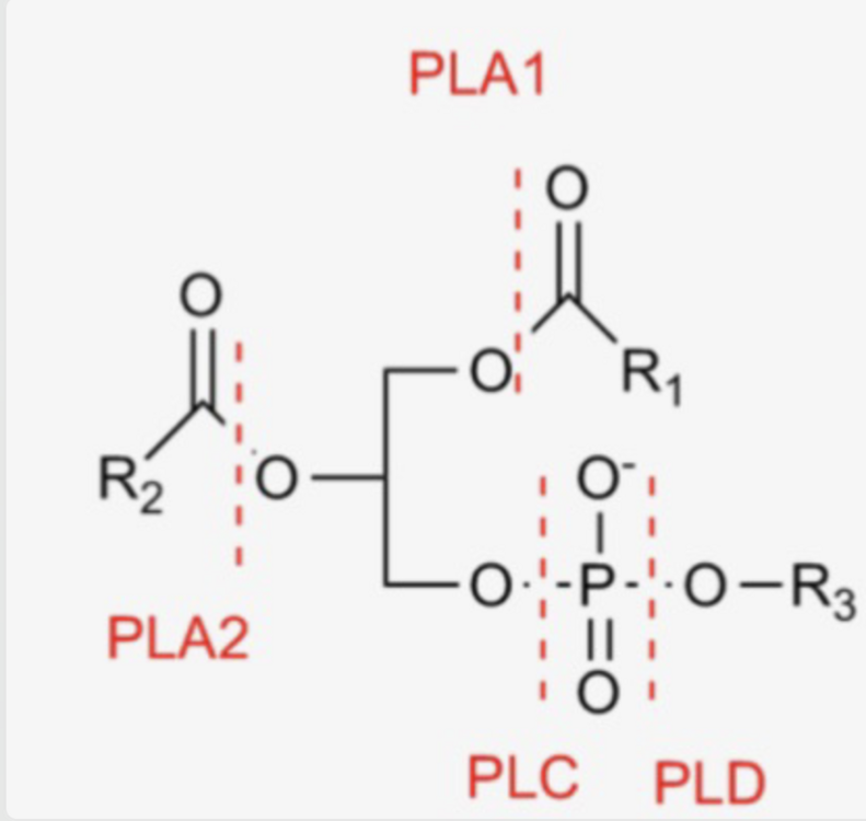 Capture d’écran 2023-12-07 à 14.46.24.png