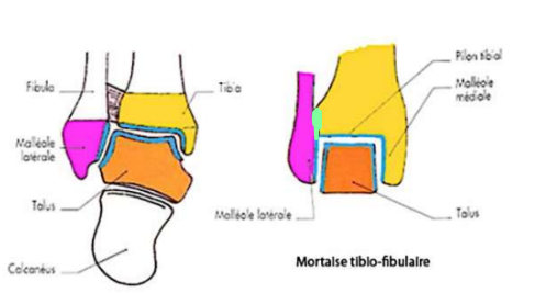 arthro cheville UE5 Anatomie Tutorat Associatif Toulousain