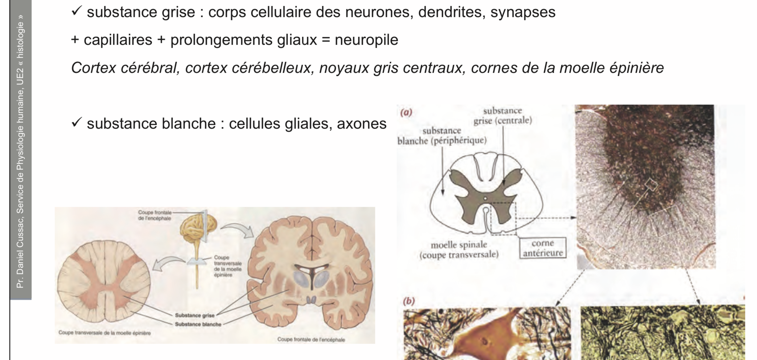 histologie de la substance blanche de la moelle épinière