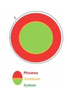 Cambium.jpg.4aeee84b0677d2d8007bbd47d8913cd2.jpg