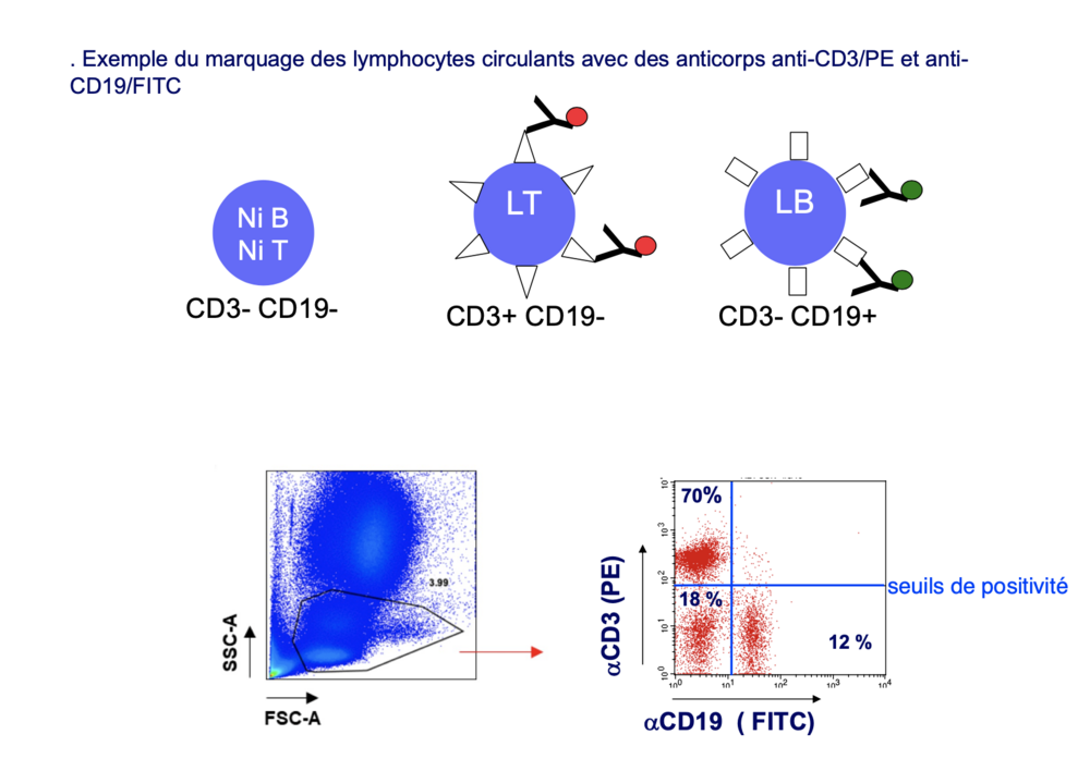 Capture d’écran 2024-02-07 à 08.38.19.png