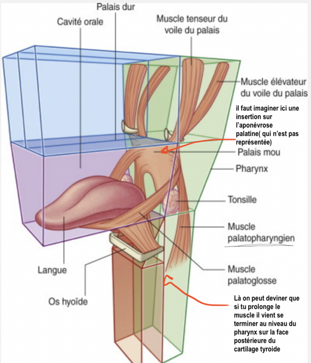 Capture d’écran 2024-02-01 à 11.35.58.png