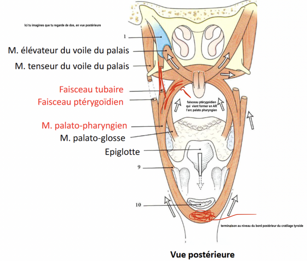 Capture d’écran 2024-02-01 à 11.50.01.png