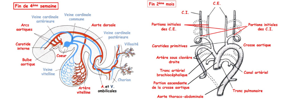 circulation foetale.png