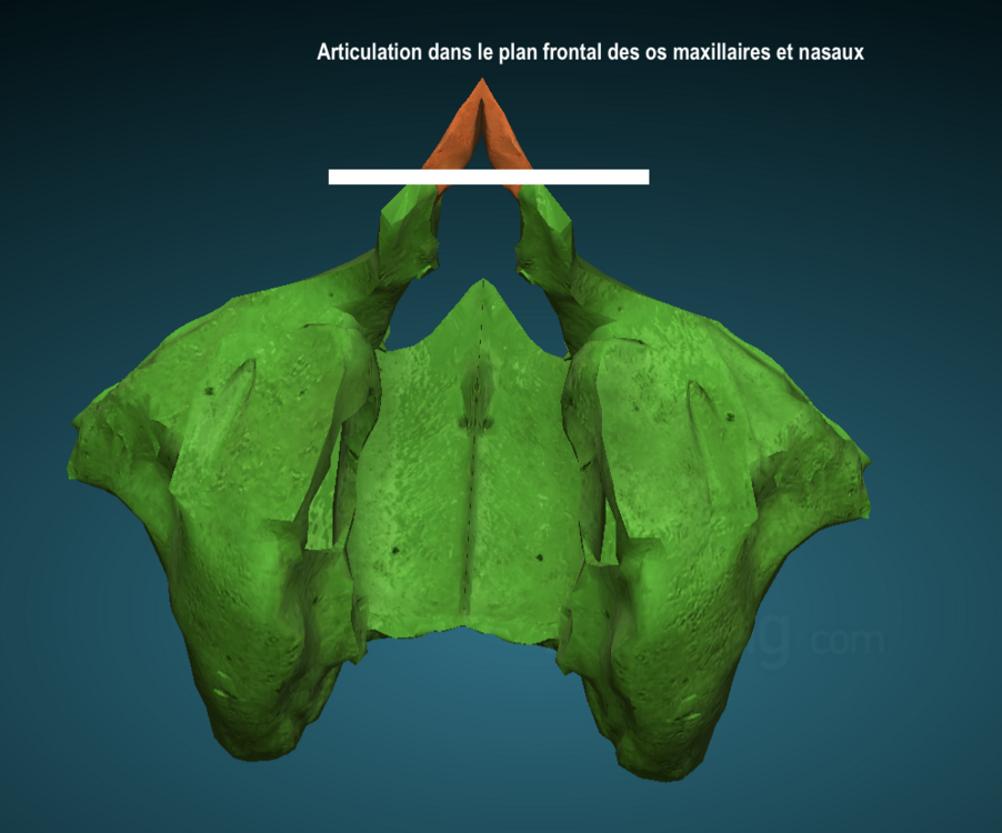 Capture d’écran 2024-03-14 à 11.59.56.png