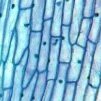 LEYomyocyte