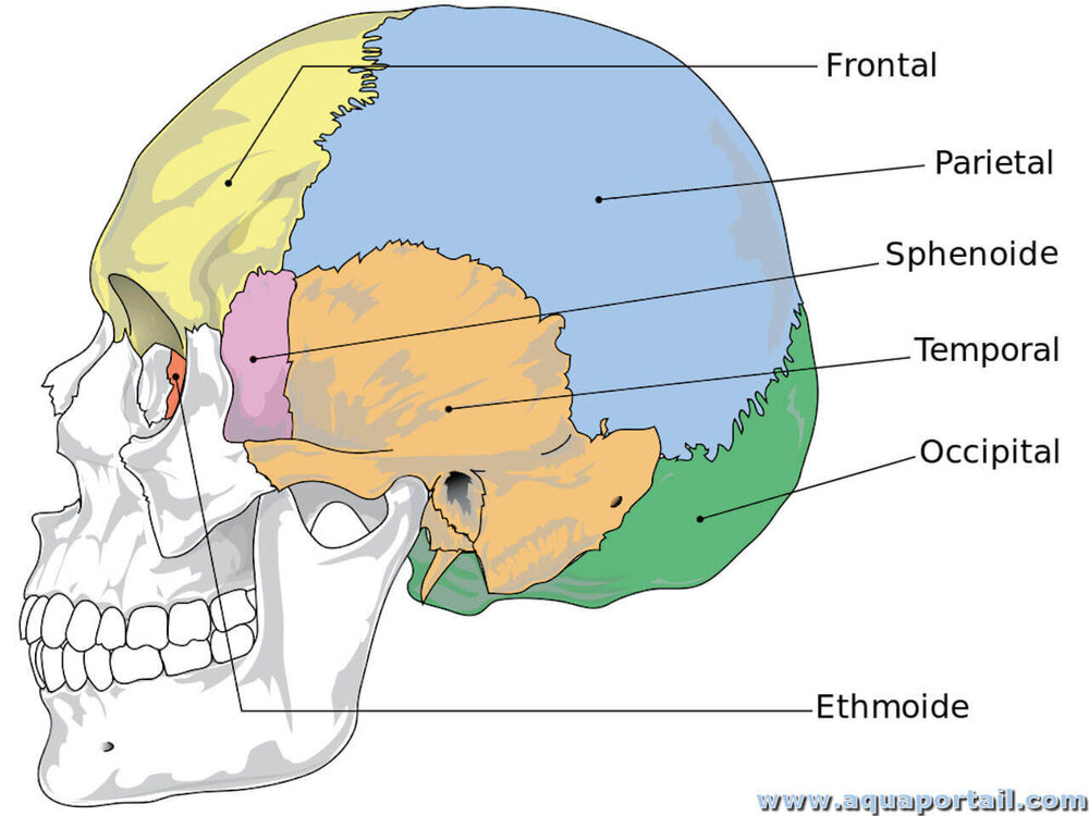 crane-humain-ethmoide-occipital-temporal-sphenoide-parietal.jpg