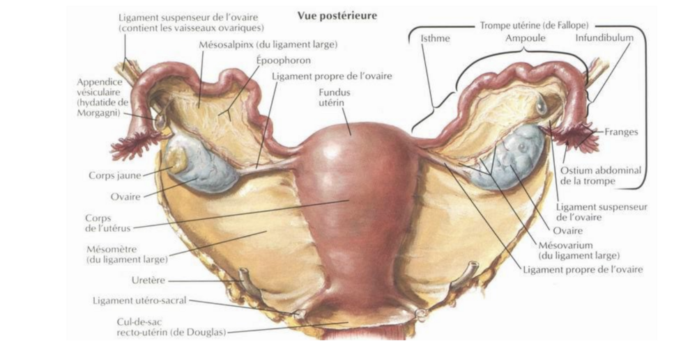 Capture d’écran 2024-10-20 à 12.08.31.png