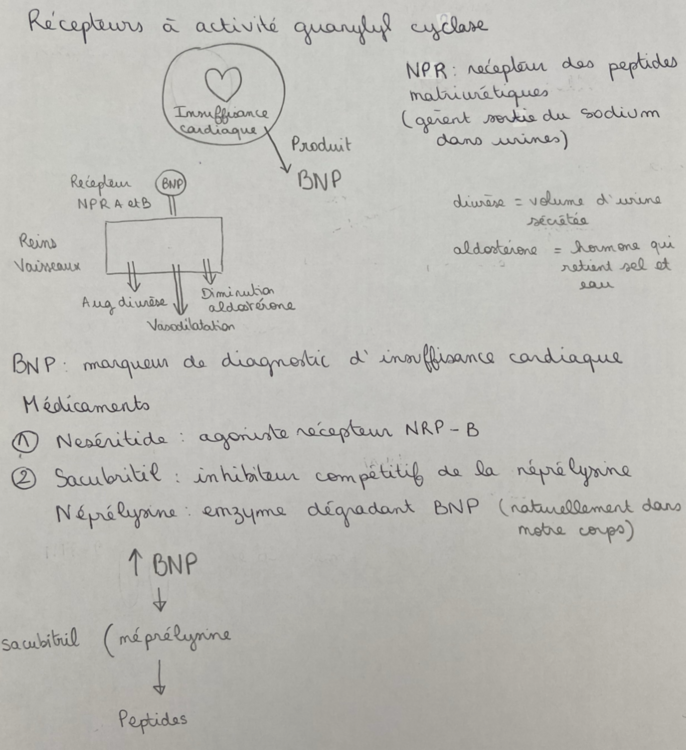 Capture d’écran 2024-10-21 à 07.23.35.png