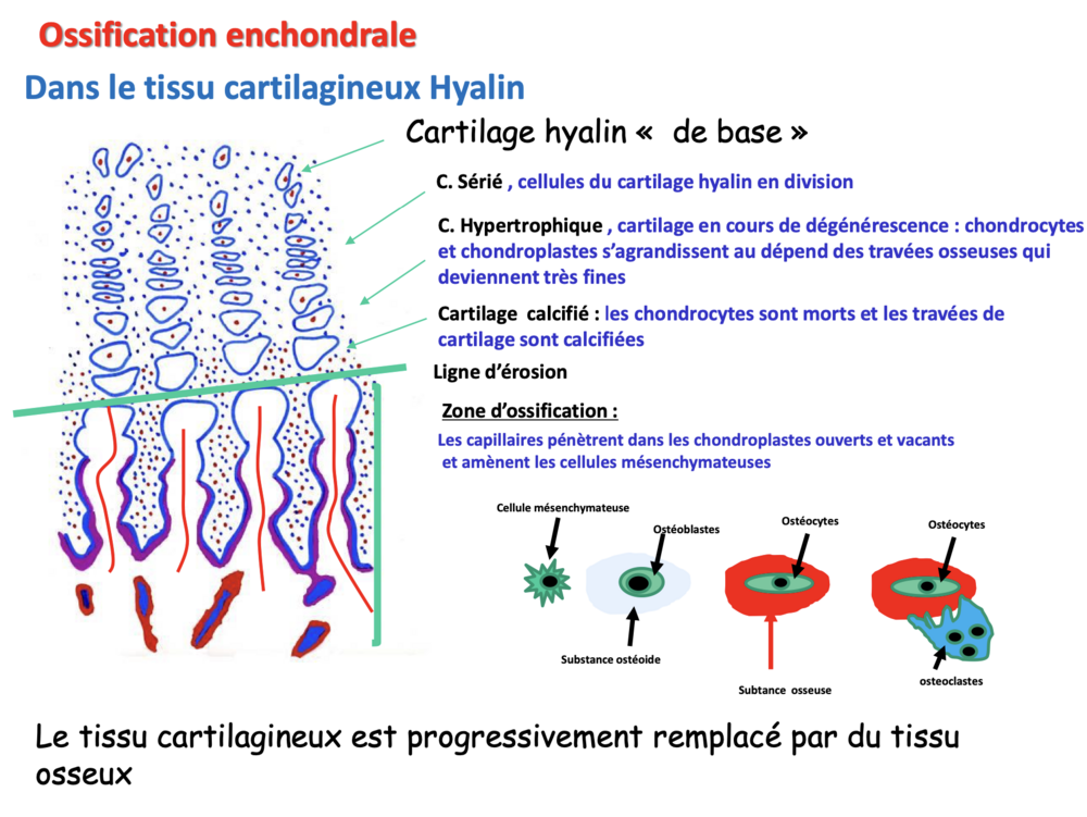 Capture d’écran 2024-10-31 à 11.31.47.png