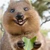 Quokka