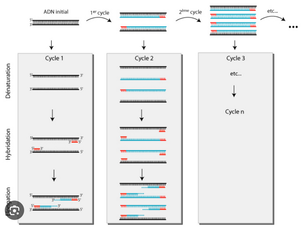 schema pcr - Recherche Google.png