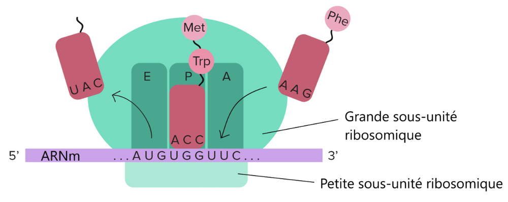 ARNt et ribosomes (leçon)  Khan Academy.png
