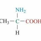 gabrielalanine