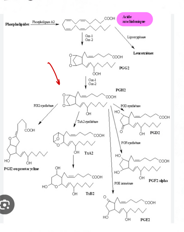 lipides ddérivé d'acide arachidonique - UE1 - Biochimie - Tutorat Associatif Toulousain.png