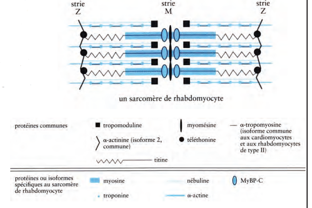 schéma sarcomère muscle strié squelettique.png