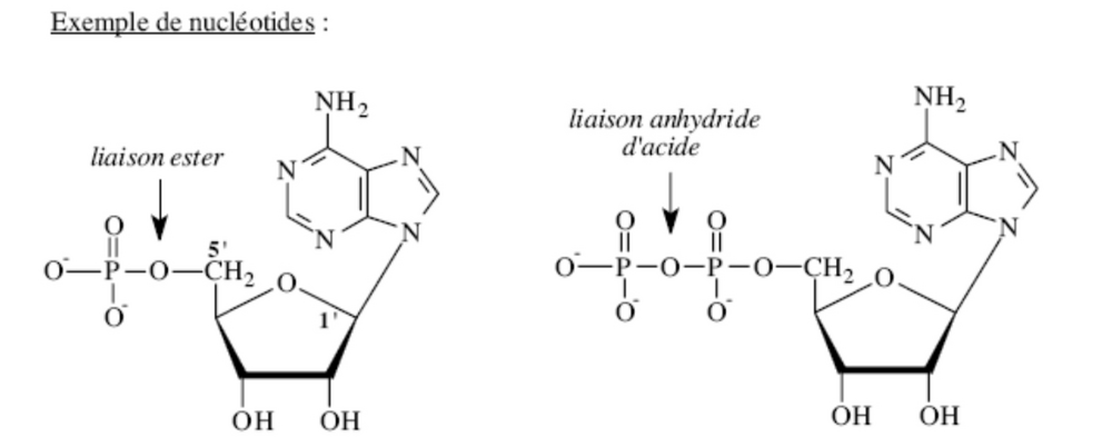 liaison anhydride d'acide adn - Ecosia - Images.png