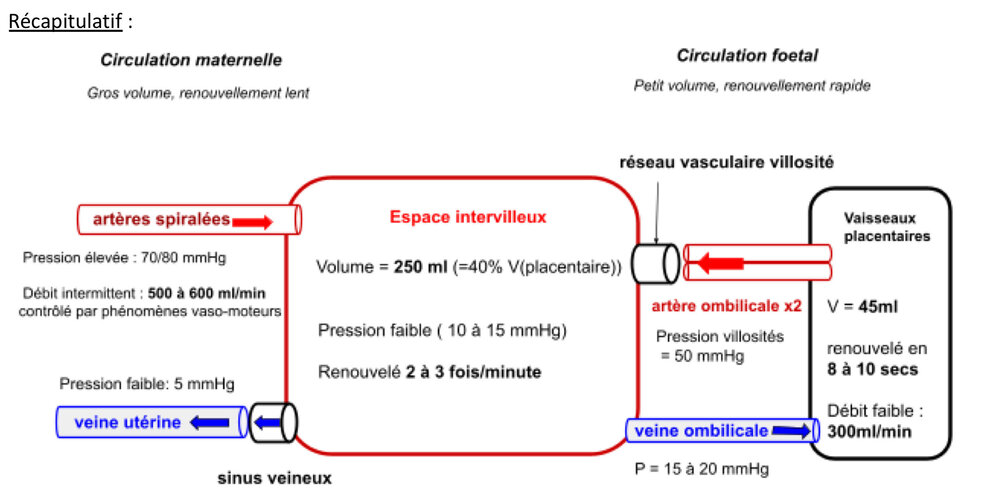 2Circulation-foeto-placentaire.jpg