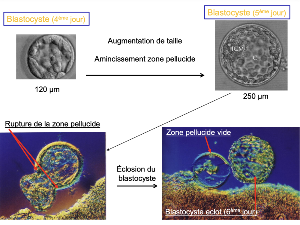 Capture d’écran 2025-02-09 à 18.37.30.png