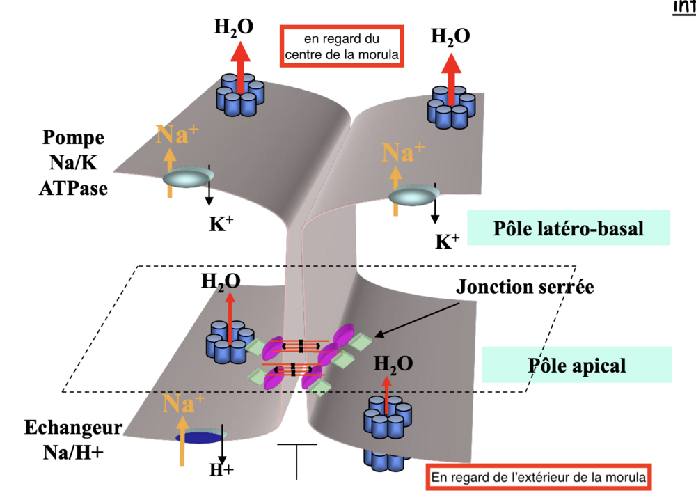 Capture d’écran 2025-03-13 à 11.19.34.png