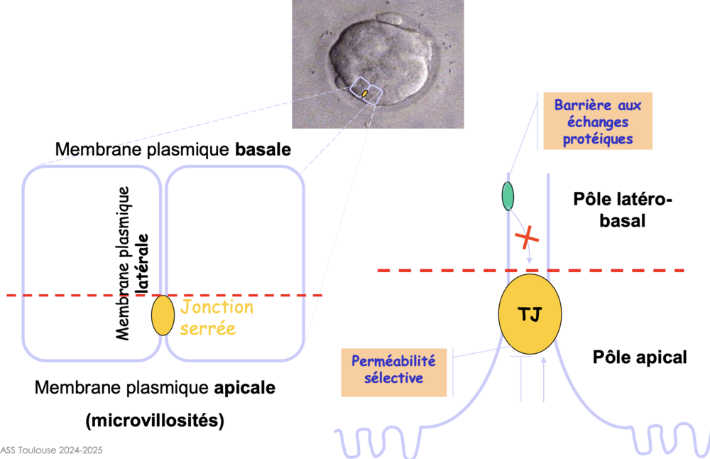 Capture d’écran 2025-03-13 à 11.19.53.png