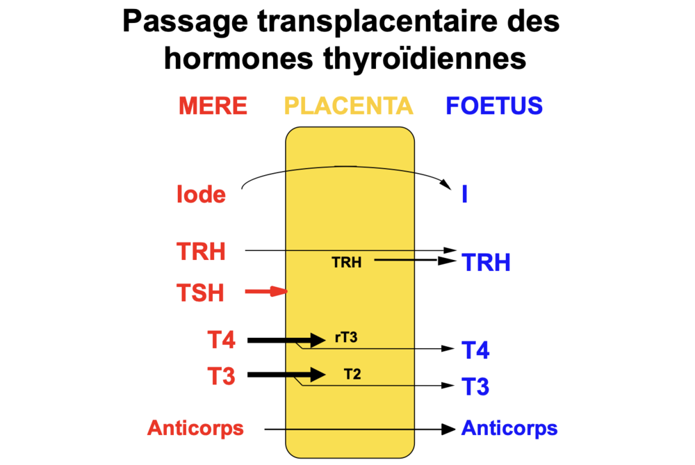 Capture d’écran 2025-03-20 à 10.35.35.png