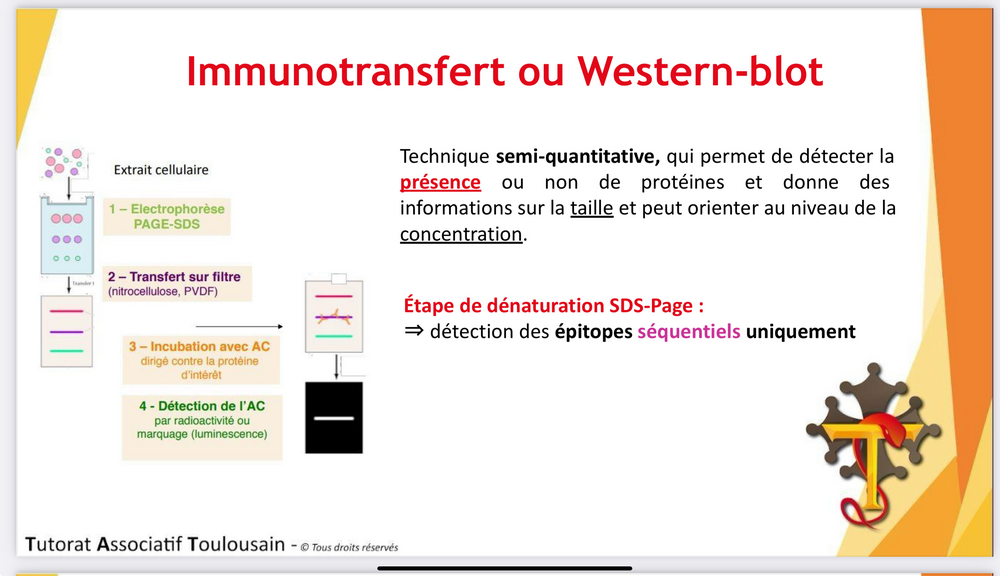 httpstutoweb.orgpublicuploadslibrairiePASSFormationsTatoutcapt202024-2025S2Tatoutcapt20n52020Recherche20(UE8.thumb.png.1812aed02a76f738e7396574ce1c0b4f.png