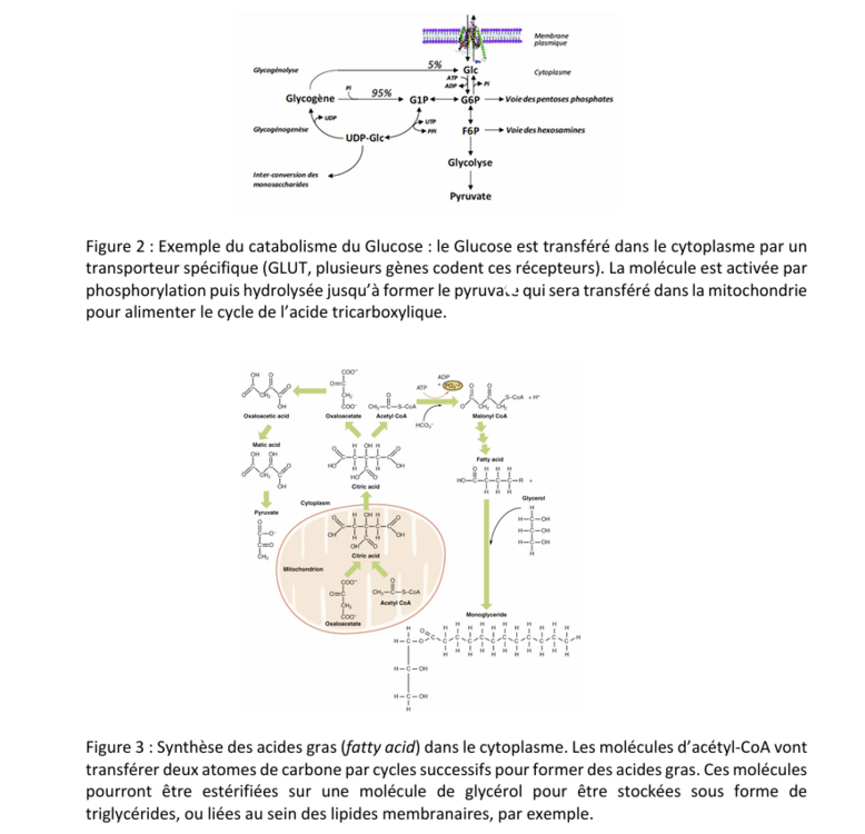 Capture d'écran 2025-10-23 105853.png
