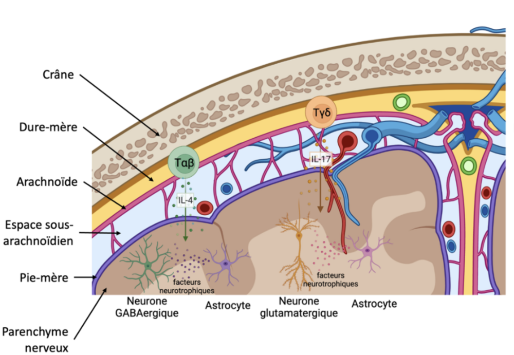 Capture d’écran 2025-10-25 à 22.32.16.png