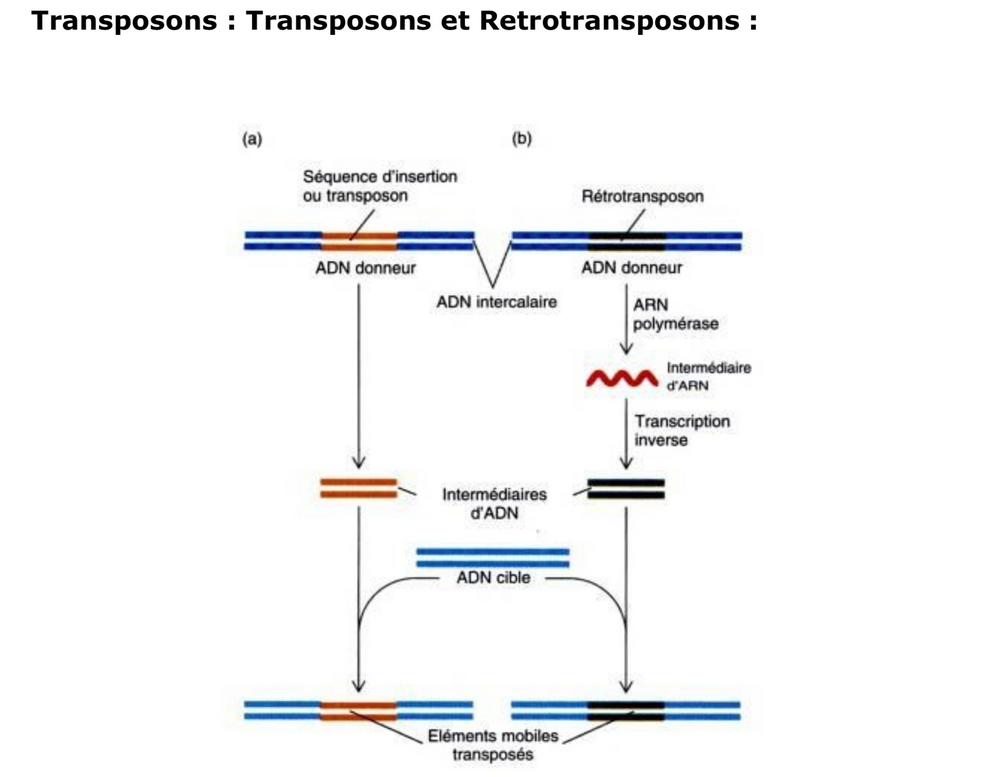 Transposons:rétrotransposons.png