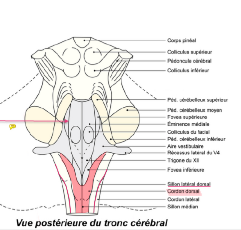 Tronc cérébral  + Cervelet - Dr. Chaynes.png