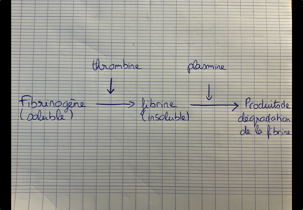 Fibrinogène 2.png