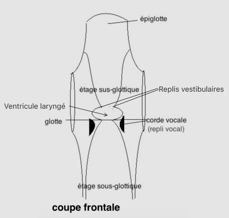 ventricule laryngé - Recherche Google.png
