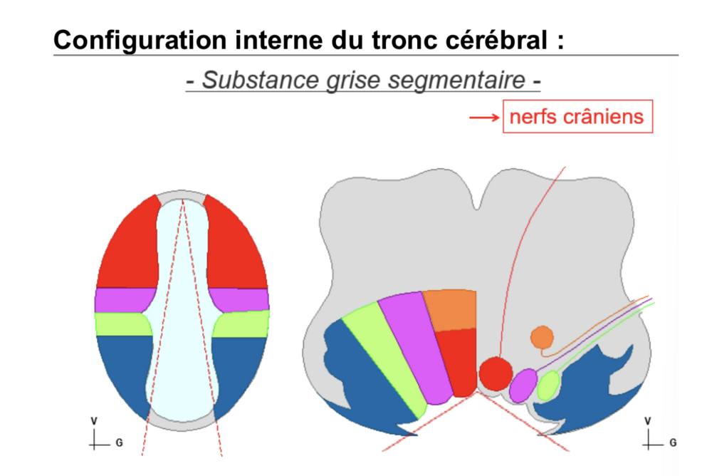 Ouvrir 14. Tronc cérébral.png