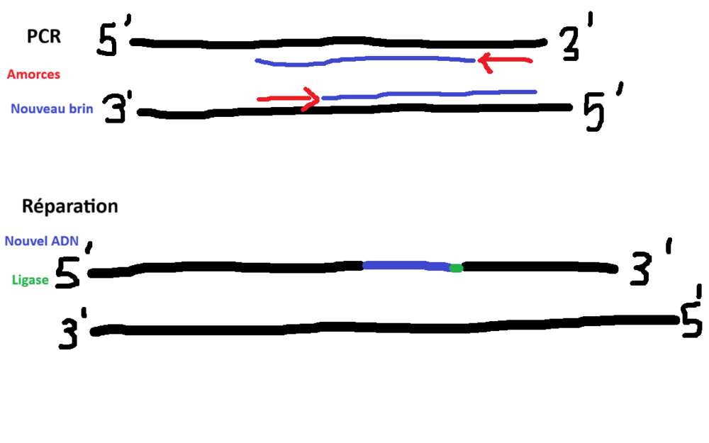 PCR-Reparation.png