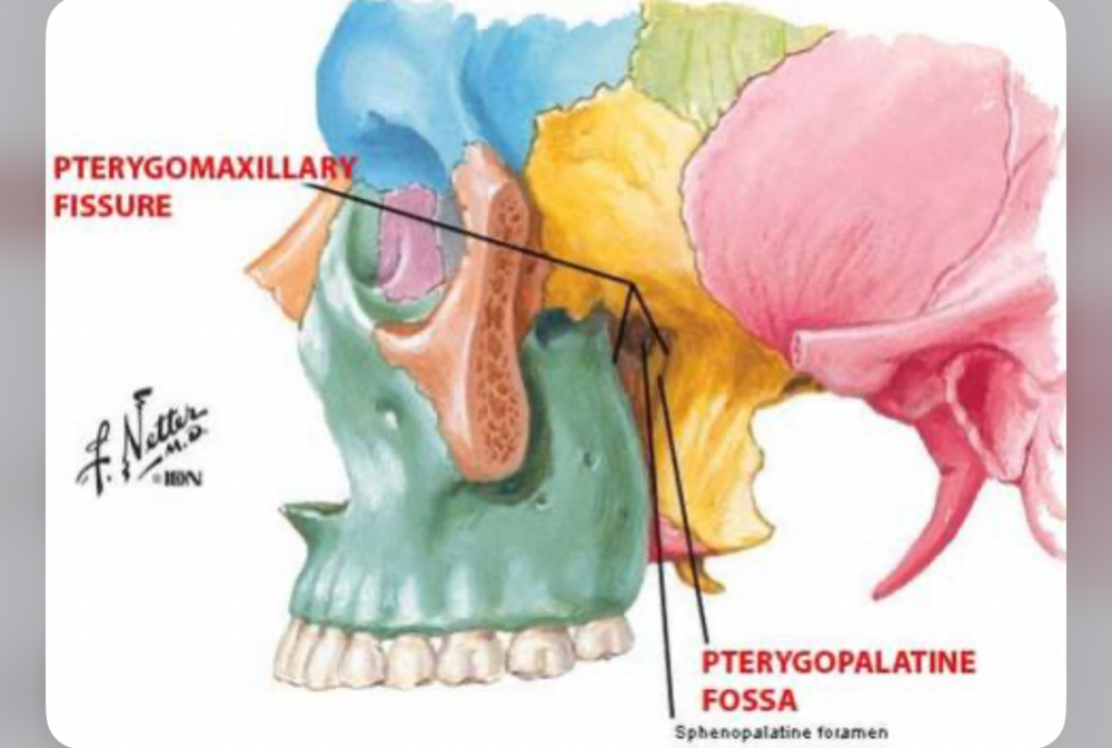 fosse ptérygo maxillaire - Recherche Google.jpeg.png