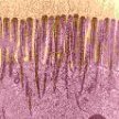 glycocalyx