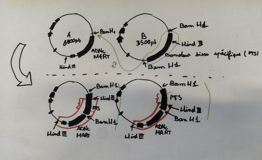 IMG_20260318_142014950 (1).jpg