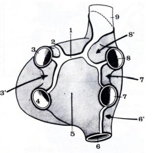 msocarde.jpg.b69b05736d6a710b73ea1c9ec065a6d3.jpg