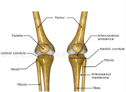 patellafmur.jpg.3a0768ea7cb88bec3bb9e83f1ffce6d4.jpg